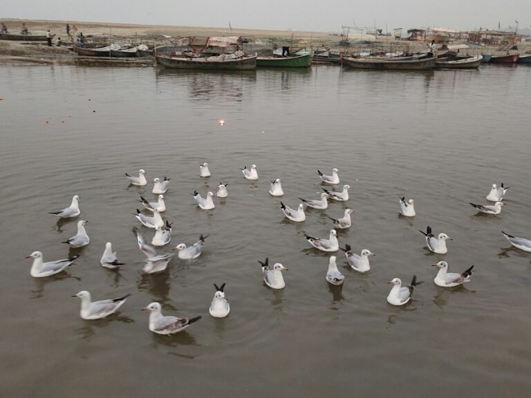 Sangam, Prayagraj